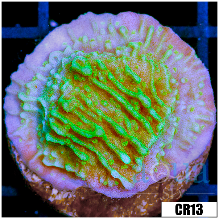 Nuclear Montipora