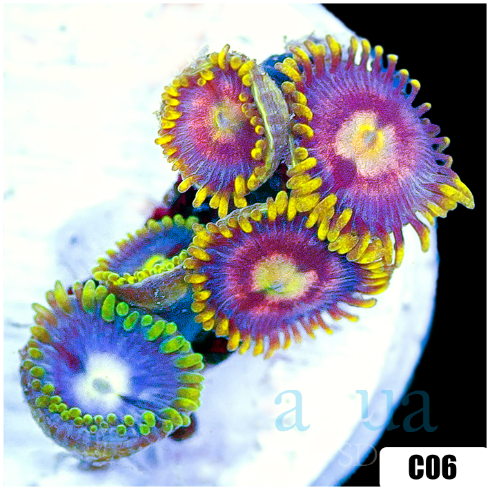 ASD Combo Zoanthids