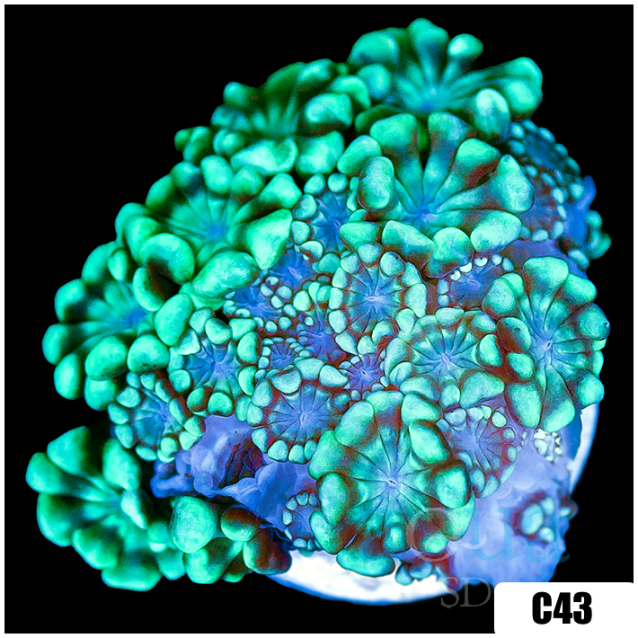 Green Petals Alveopora