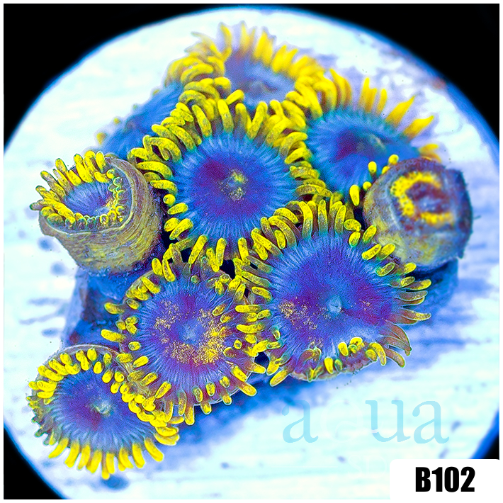 Blowpop Zoanthids