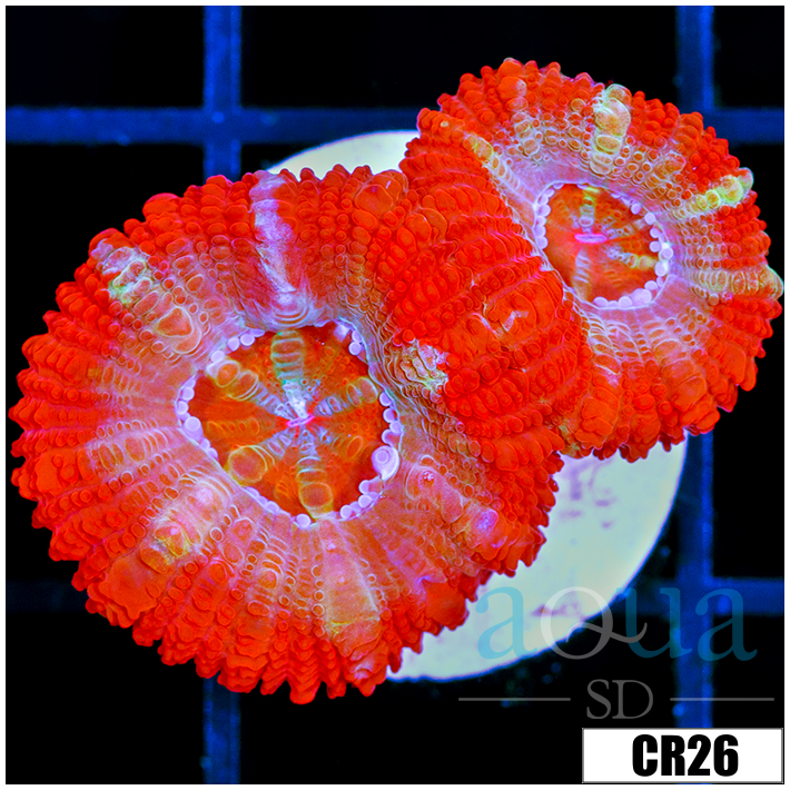 Starmint Acan Lord