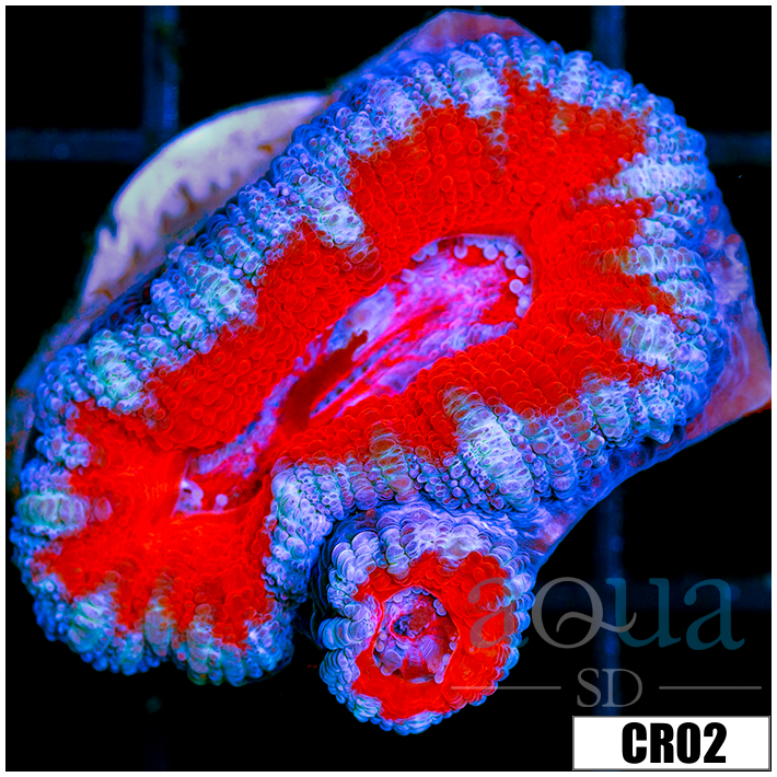 Teal Claw Acan Lord