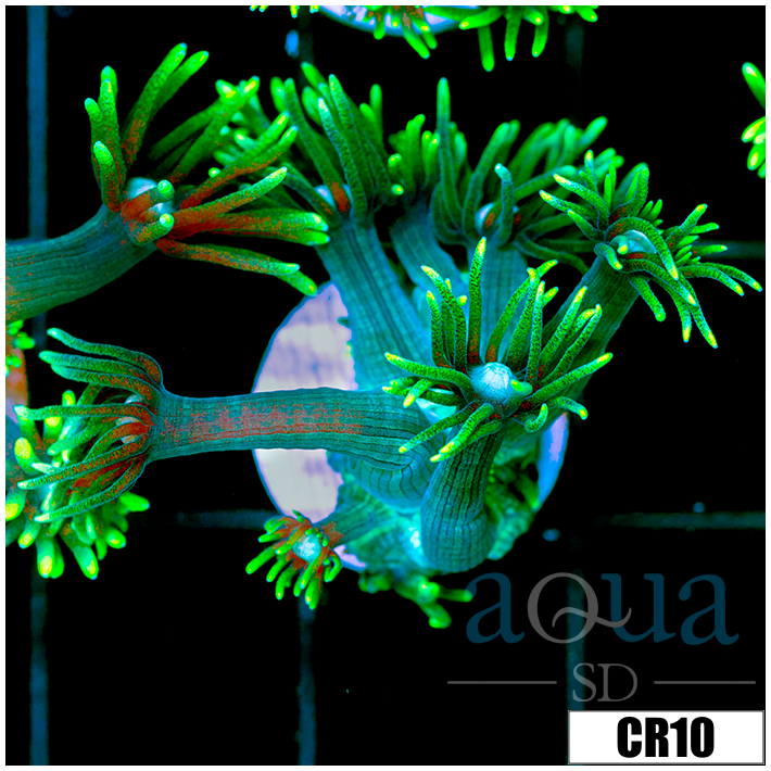 Neon Star Goniopora