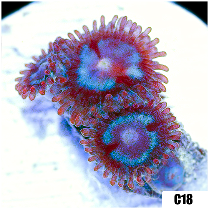 Shadow Fire Zoas