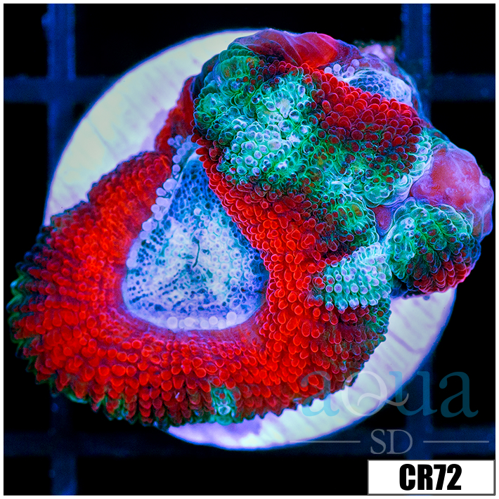 Ice Core Acan Lord