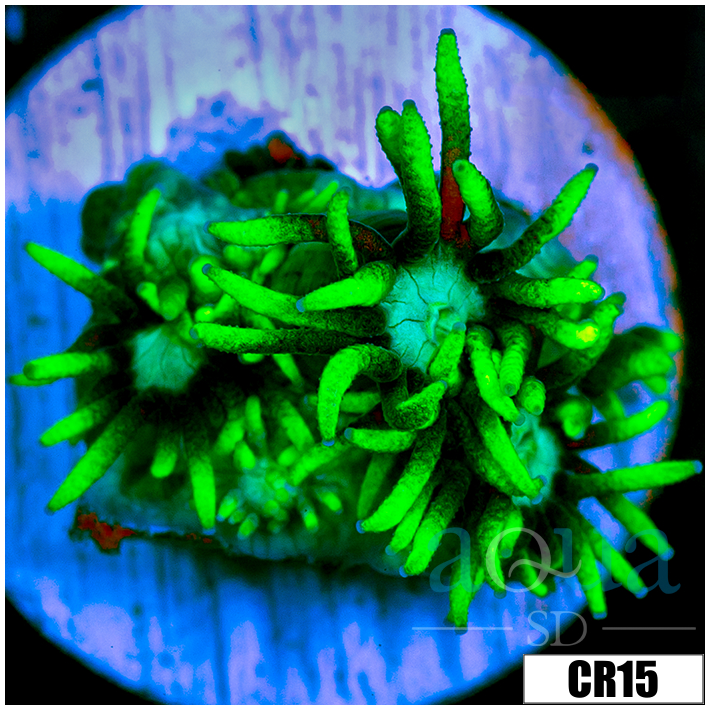 CLEARANCE - Neon Star Goniopora