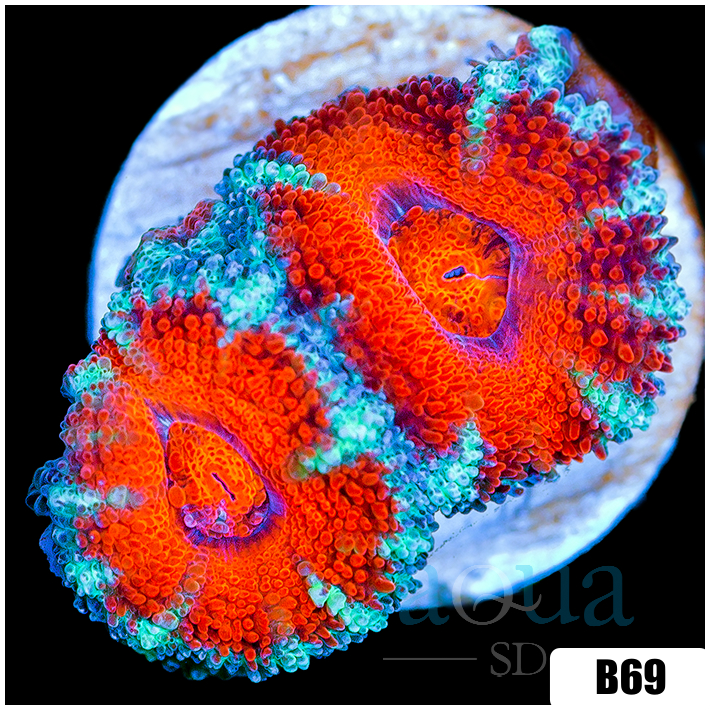 Teal Claw Acan Lord