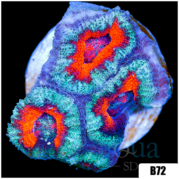 Teal Claw Acan Lord