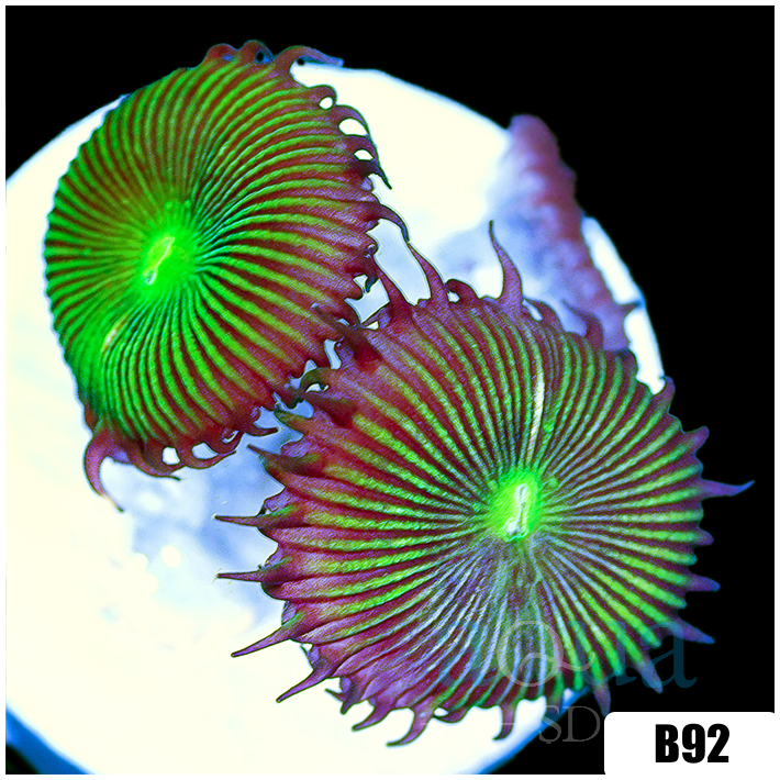 Flytrap Palys
