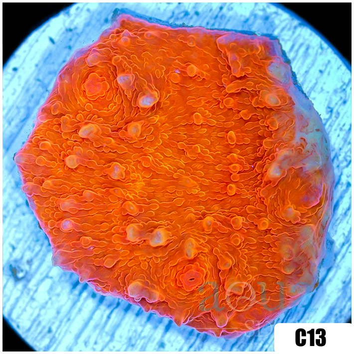 Orange Julious Chalice
