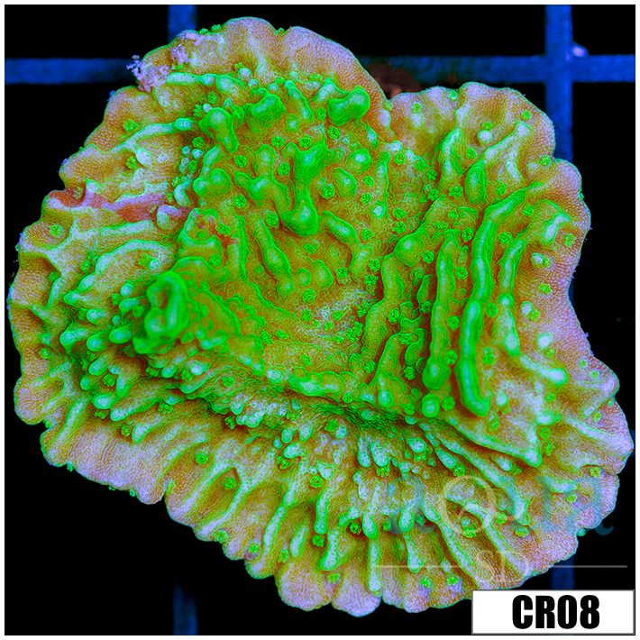 Nuclear Montipora