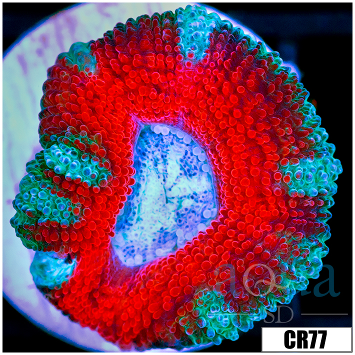 Ice Core Acan Lord