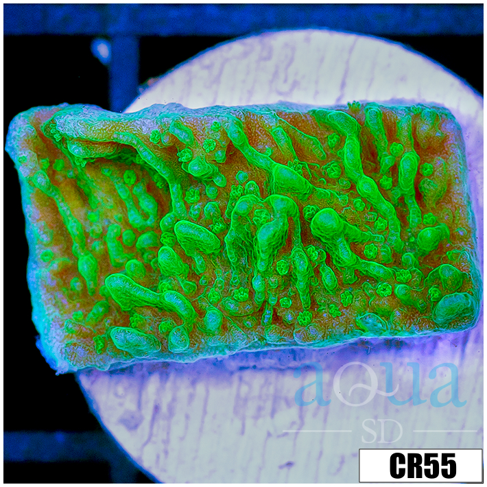 Nuclear Montipora
