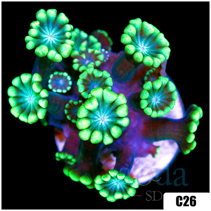 Green Petals Alveopora