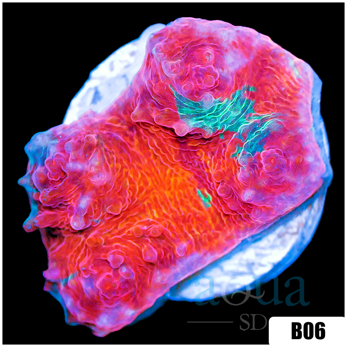 Fire And Ice Chalice