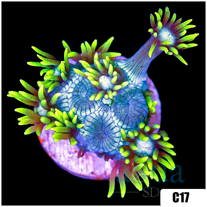 Neon Star Goniopora