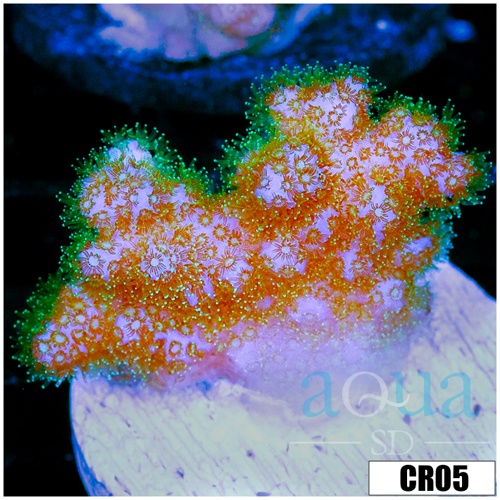 Nuclear Poccilipora