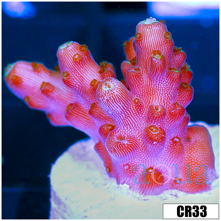 BC Unicorn Bubblebath Acropora