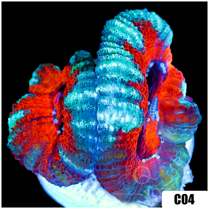 Teal Claw Acan Lord