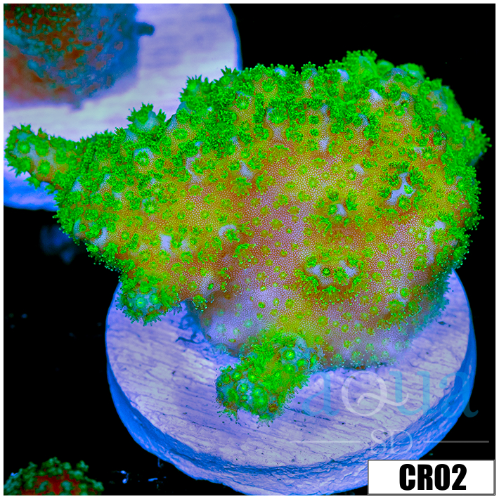 Nuclear Poccilipora