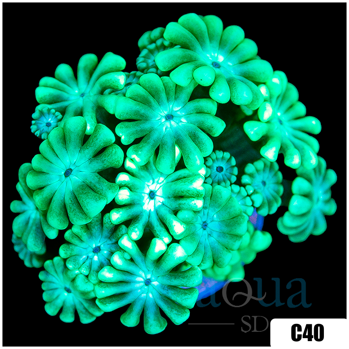 Green Petals Alveopora
