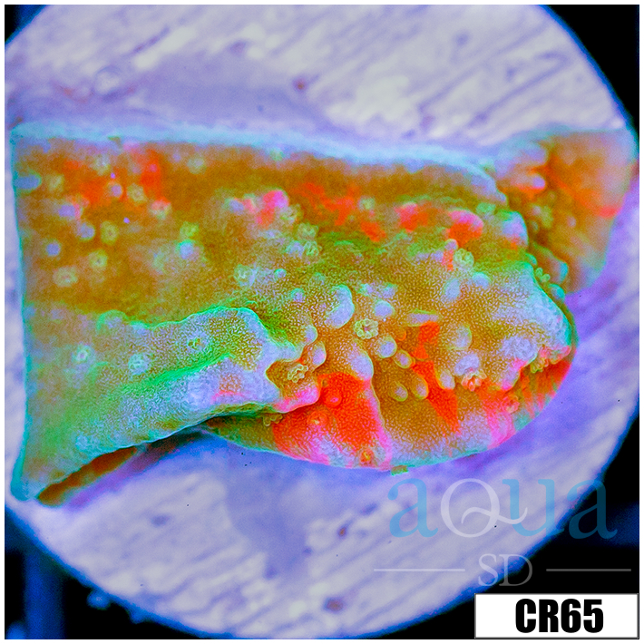 CLEARANCE - Grafted Montipora