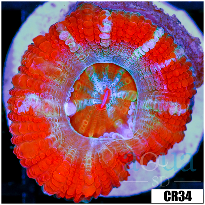 Starmint Acan Lord