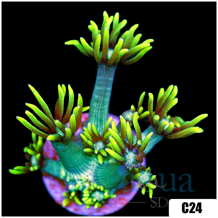 Neon Star Goniopora
