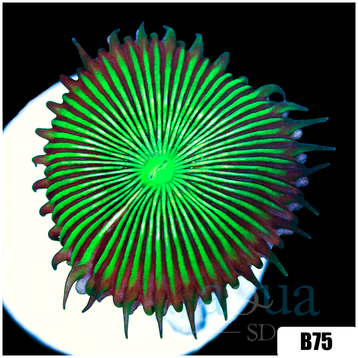 Flytrap Palys