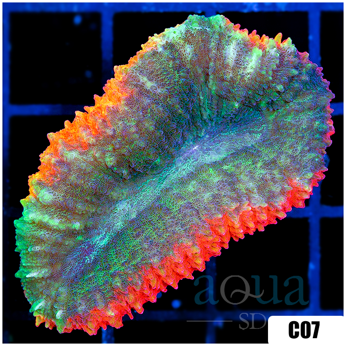Christmas Lobophyllia