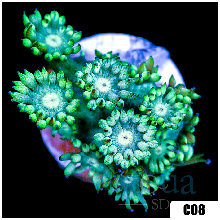Neon Star Goniopora