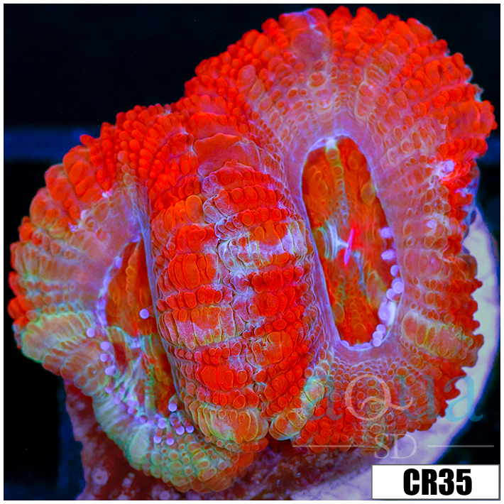 Starmint Acan Lord