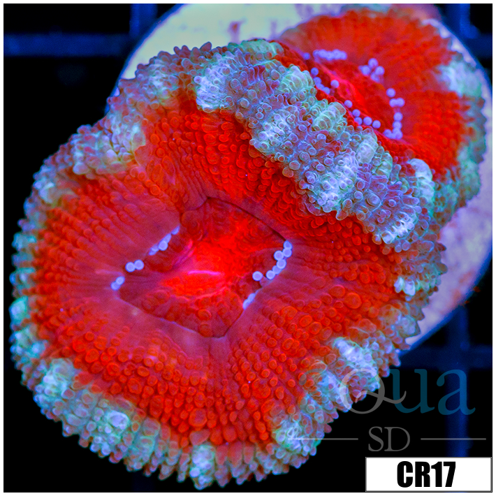Snow Claw Acan Lord