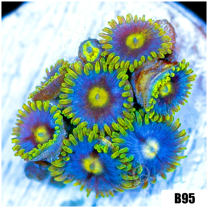 Blowpop Zoanthids