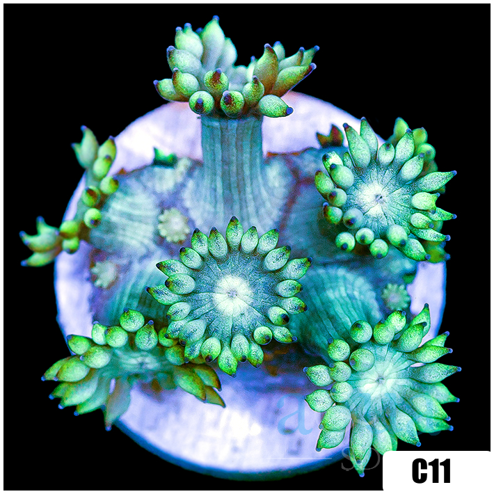 Neon Star Goniopora