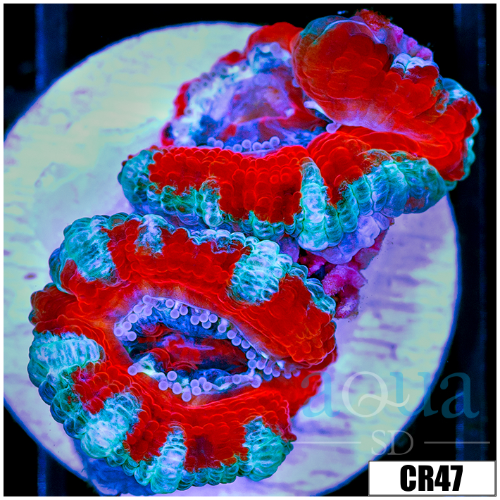 Teal Claw Acan Lord