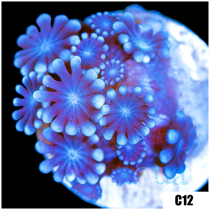 Ice Petals Alveopora