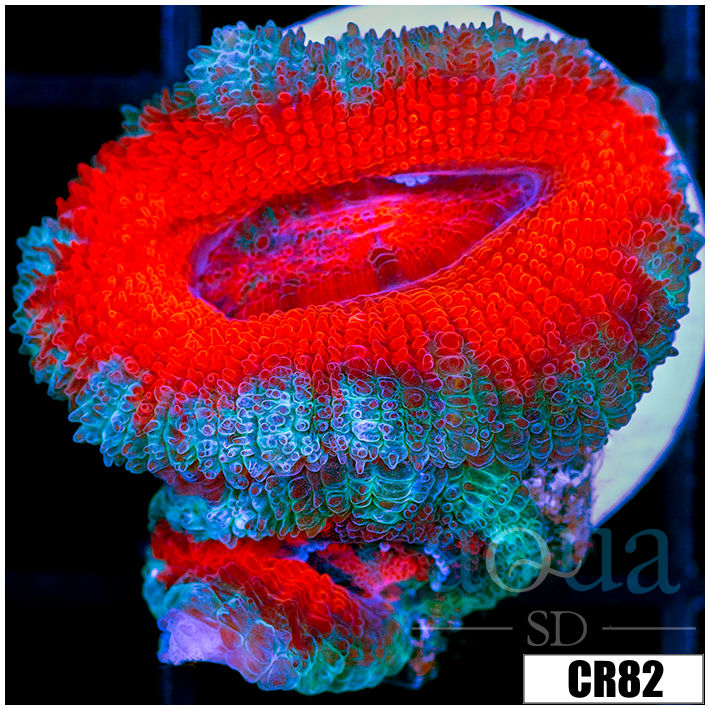 Teal Claw Acan Lord