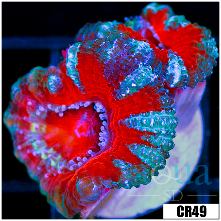 Teal Claw Acan Lord