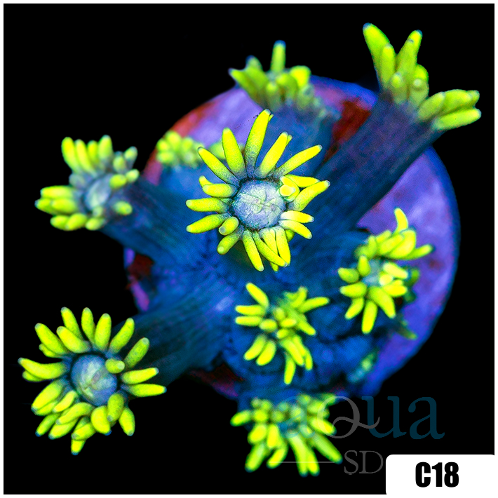 Neon Star Goniopora