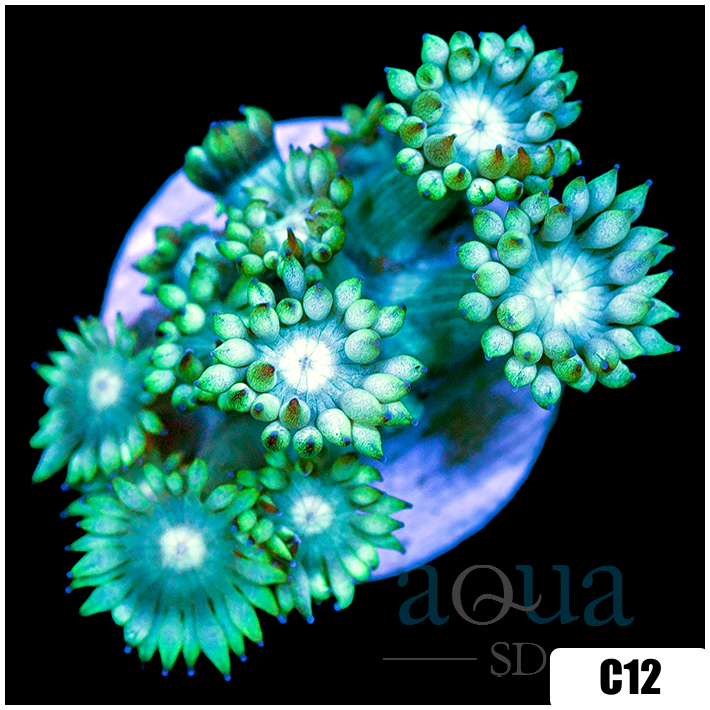 Neon Star Goniopora