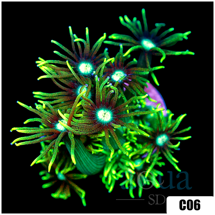 Neon Star Goniopora
