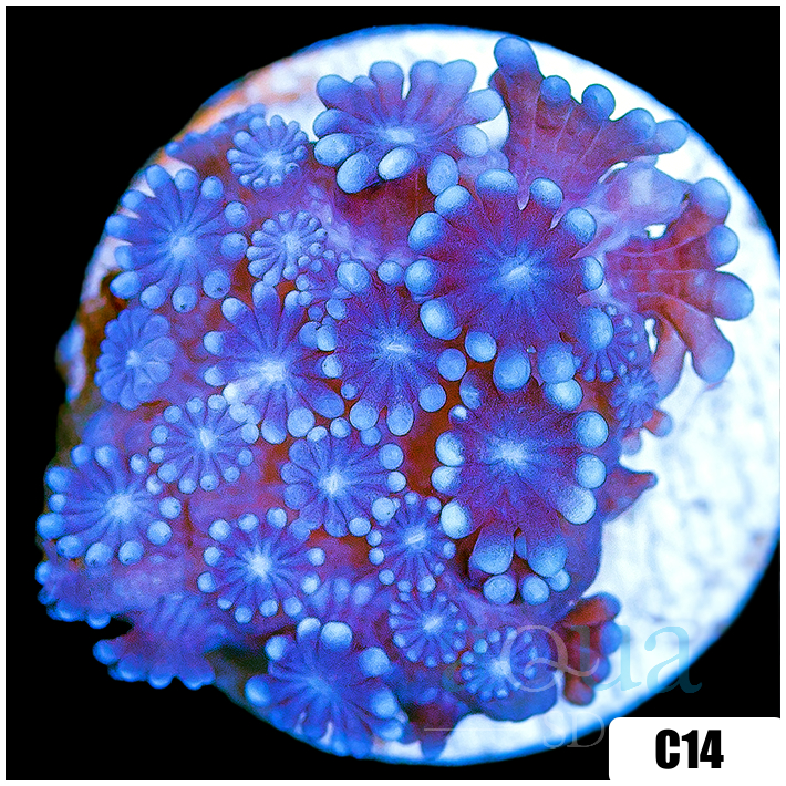 Ice Petals Alveopora