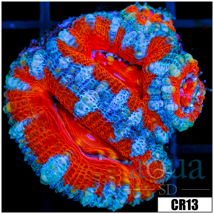 Teal Claw Acan Lord