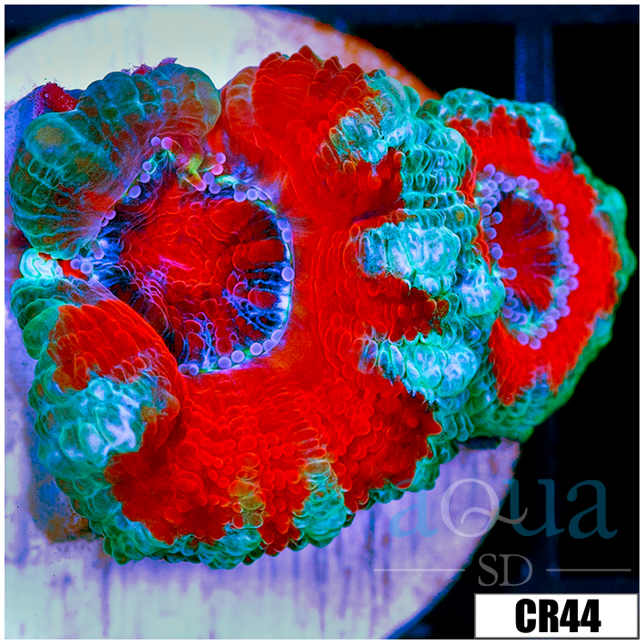 Teal Claw Acan Lord