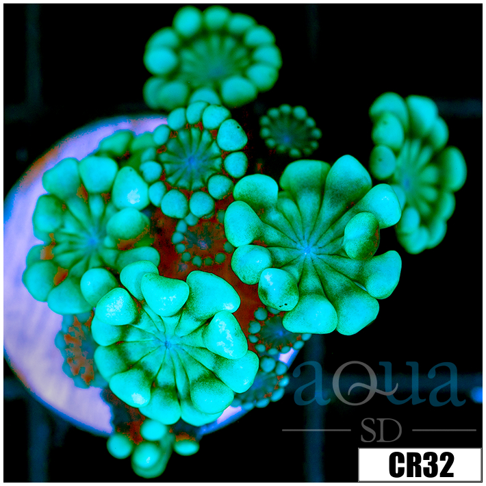 Green Petals Alveopora