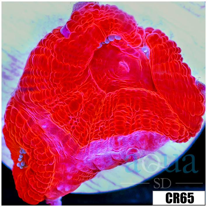 Ultra Acan Lord