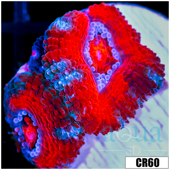 Peppermint Candy Acan Lord