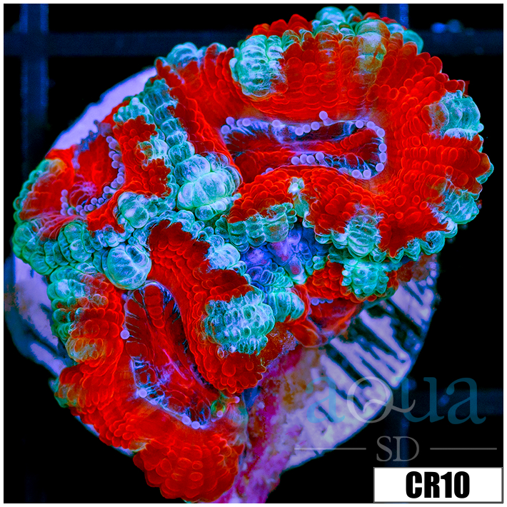 Teal Claw Acan Lord