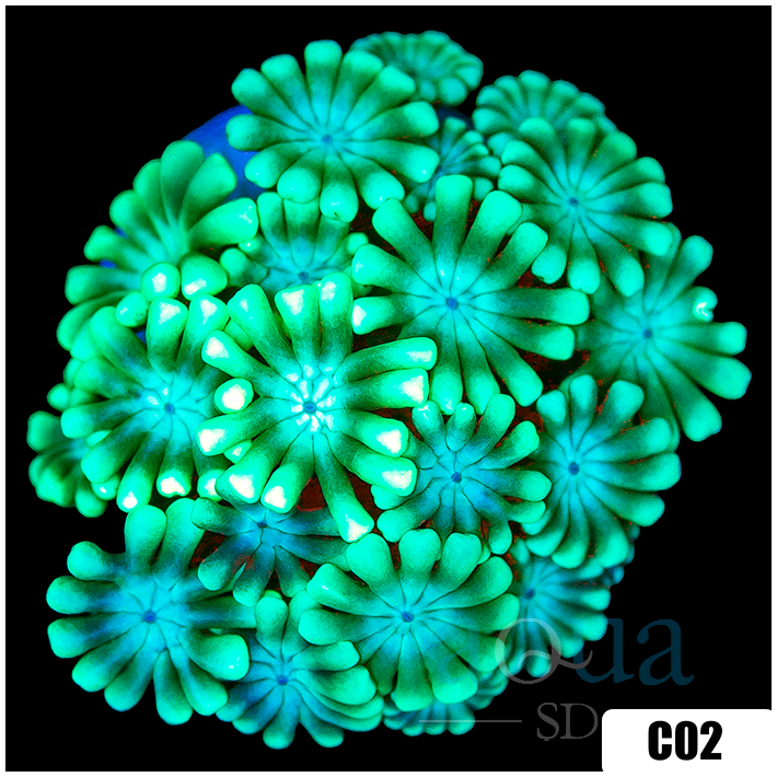 Green Petals Alveopora
